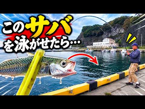 竿がッ…ハプニング発生!この港、誰もいないのに…サバを泳がせたら大物が潜んでいた!