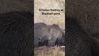 #grizzlybear #nationalpark #bearcountry #wildlife #animals #bear #yellowstonenationalpark #nature