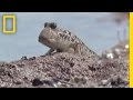 Mudskippers: Life on Land