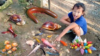Melihat Snails, Bekicot, Keong, Siput, Cangkang,  Kaki seribu atau Luwing, kepiting, ikan hias #13
