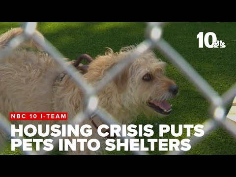 YouTube video thumbnail: Rhode Island's Housing Crisis Forcing More Pets Into Shelters