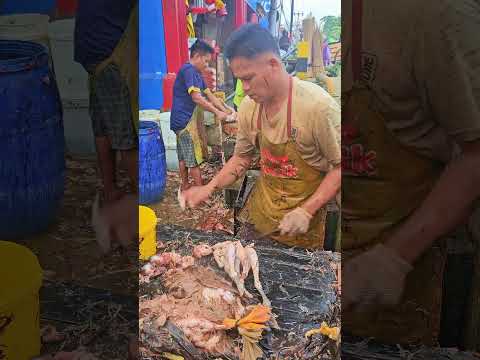 CEPAT BANGET !! HITUNGAN DETIK BULU AYAM RONTOK