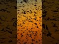 Understanding the Bat Migration