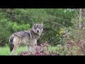 Wolves and Ecosystem Interactions