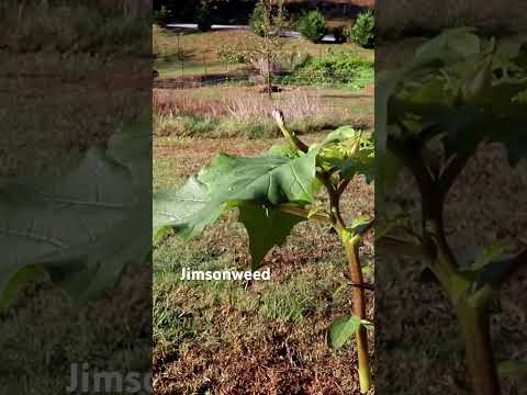 Watch out for this plant! #gardentips