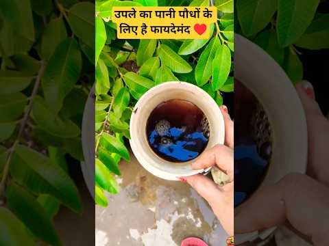 उपले का पानी पौधों के लिए है फायदेमंद♥️😊#garden #viralvideo #shorts ♥️♥️😊