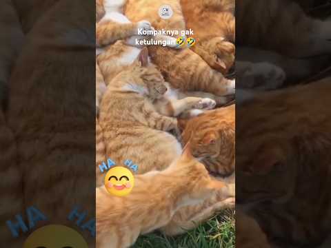 Woii Lagi santai kawan..🤣🤣 #shorts #shortvideo #cat
