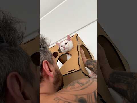 O resgate do soldado Vini 🫠 #gatos #gateiro #gatinhosfofos