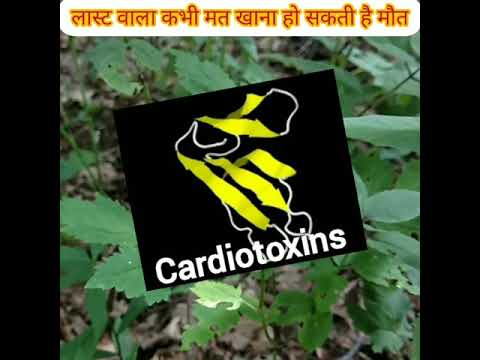 Don't eat such fruits, death can happen 👨‍💻 #shorts #shortsvideo #youtubeshorts #ytshorts