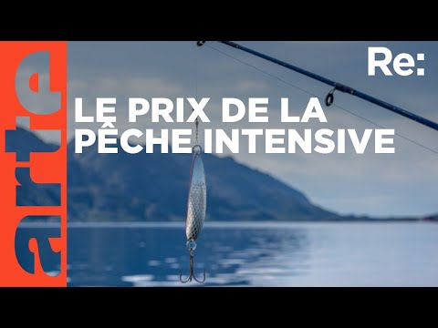 Restaurer les fonds marins côtiers en Écosse | ARTE Regards