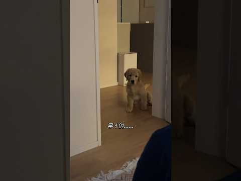 골댕이는 사람을 얼만큼 좋아할까?