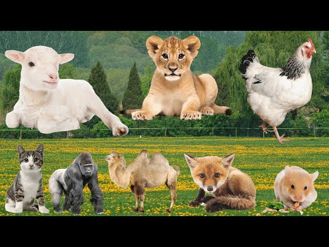Cute Farm Animals: Sheep, Lion, Rooster, Cat, Fox, Mouse, Camel – Animal Sounds