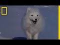 Arctic Fox and Its Survival Strategies
