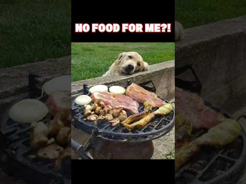 Leave this to me ๐
๐๐ #dog #funny #7x7