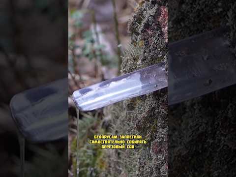 Беларусам запретили собирать березовый сок #новости #беларусь #новости #беларусь