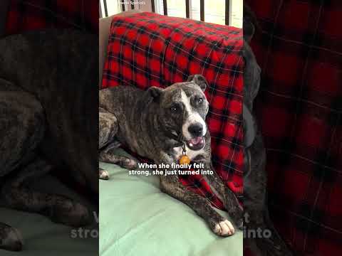 Emaciated Dog Gets the Ultimate Glow-Up In A Chaotic Family | The Dodo