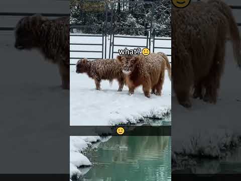 funny cows #cows #cow #funnycows #fyp #foryou #pet #pets #horseslover #us