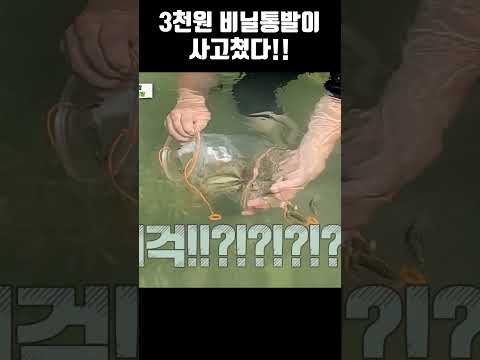 3000원 비닐통발의 위력...사고쳤다!!