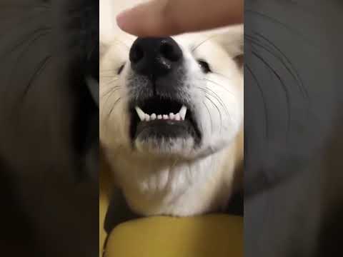 #akitainu 噛んだらダメなものがわかる秋田犬