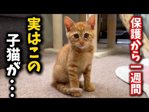 猫の動画サムネイル - ひとりぼっちで保護された子猫が奇跡を起こしました