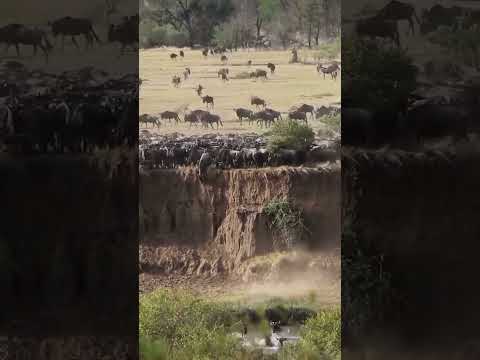 Великая миграция #путешествияафрика #travel #африка