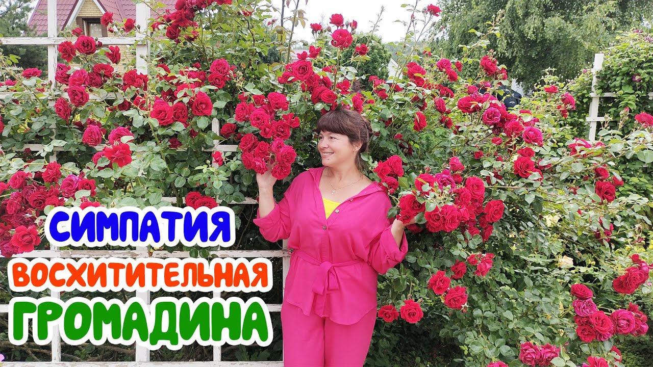 Плетистая роза СИМПАТИЯ (Sympathie. Великолепная ГРОМАДИНА!