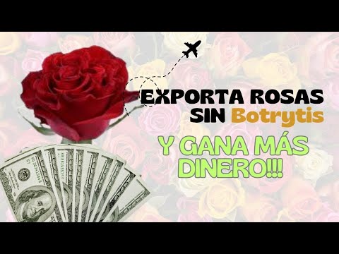 Botrytis en Flores, prevenla y GANA MAS DINERO!