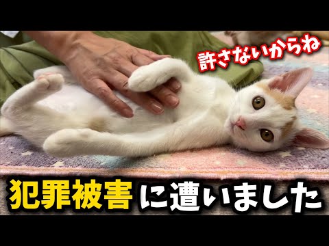 猫の動画サムネイル - 子猫たちの目の前で犯罪の被害に遭いました