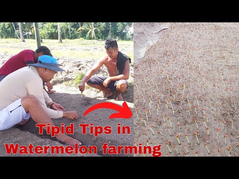 Watermelon Farming - Complete guide From Sowing to Planting