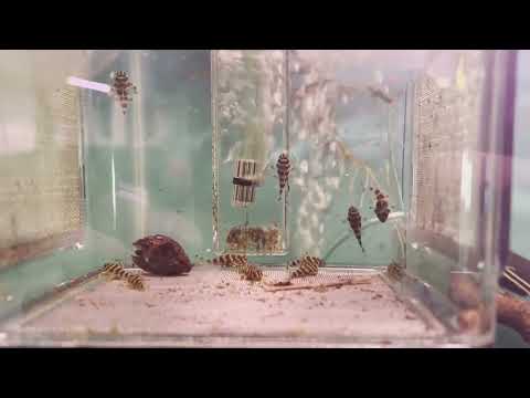 1 Month L134 Leopard frog pleco fry update! and an Update on my 12 L134 leopard frog plecos from 1 month ago, and showing what i feed them for good gro