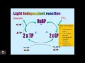 Photosynthesis Mechanisms and Effects
