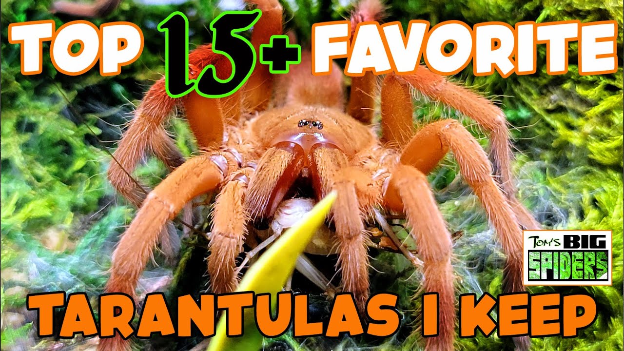 Tom's Big Spiders - Tarantulas and Inverts - My TOP 15+ Favorite ...