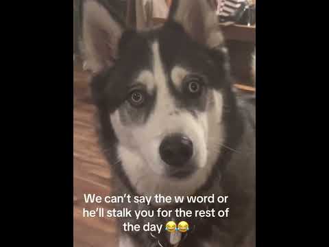 Call your dog without actually calling your dog #dog #funnydog #dogs #funnyvideo #fyp