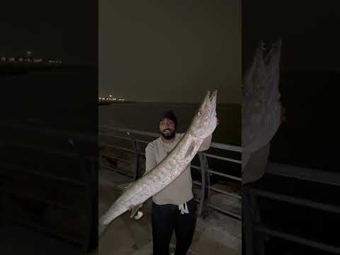 صيد الدمام #explore #beach #carpfishing #fish #fishing #sea #swimming