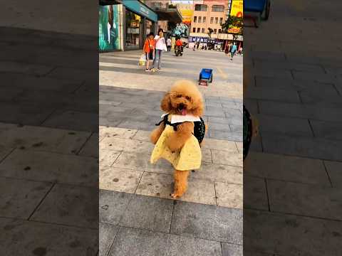 الأخت قلقة 😰 والأخ مرتاح تمامًا 😂#shorts