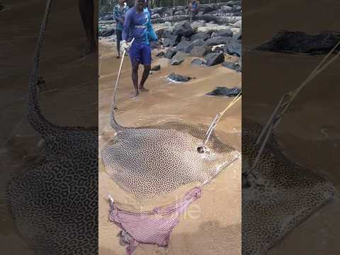 റോഡ് ഒടിച്ച തിരണ്ടി part-2 #fish #fisherman #beach #fishinglife #viral #shorts