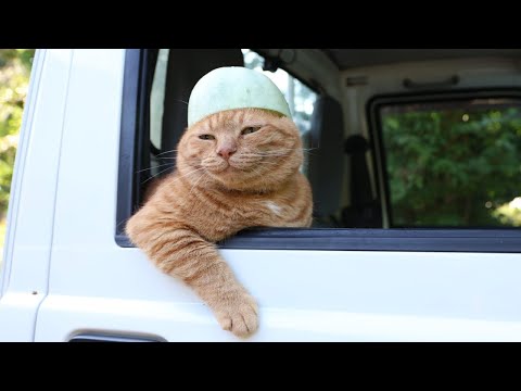 プリンスメロン帽子　のせ猫　250908