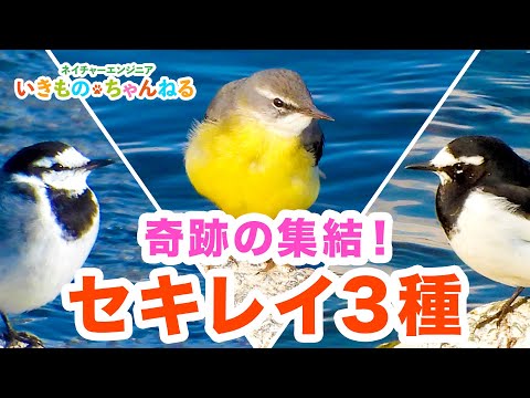 キセキレイ・ハクセキレイ・セグロセキレイが一同に集結！尾羽フリフリ行動がかわいすぎる