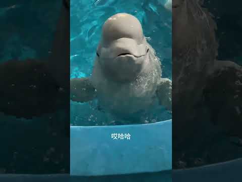 A Lie from a Dolphin