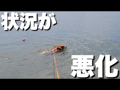 大切なボールが川に流され、泳いで取りに行くも状況が悪化した柴犬