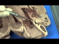 Heart Anatomy and Function Questions