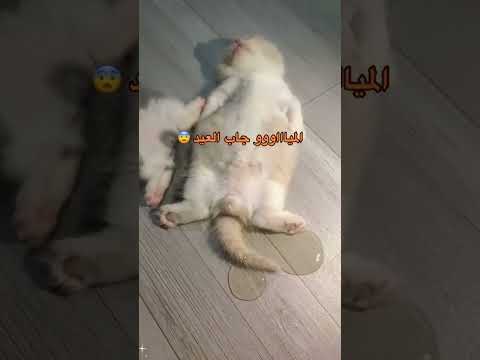 المياو جاب العيد وهو نايم😂😂#اكسبلور #قطط #فانز