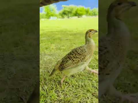 teetar voice 🔥#viral #foryou