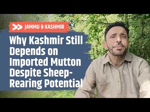 Why Kashmir Still Depends on Imported Mutton Despite Sheep-Rearing Potential