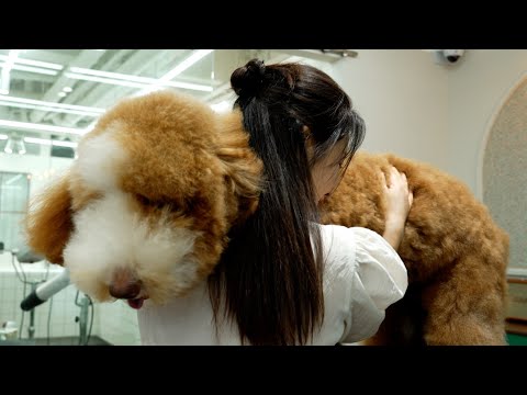 초대형 곰돌이가 나타났습니다‼️(feat.스탠다드푸들)‼There's a super-sized bear( Standard Poodle)