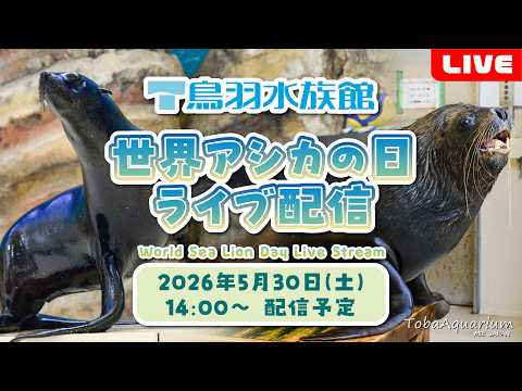 《鳥羽水族館》　世界アシカの日！ライブ配信