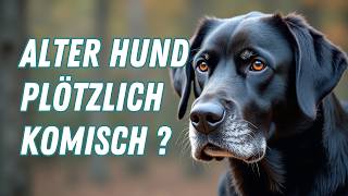 7 Verhaltensweisen alter Hunde, die niemand richtig versteht