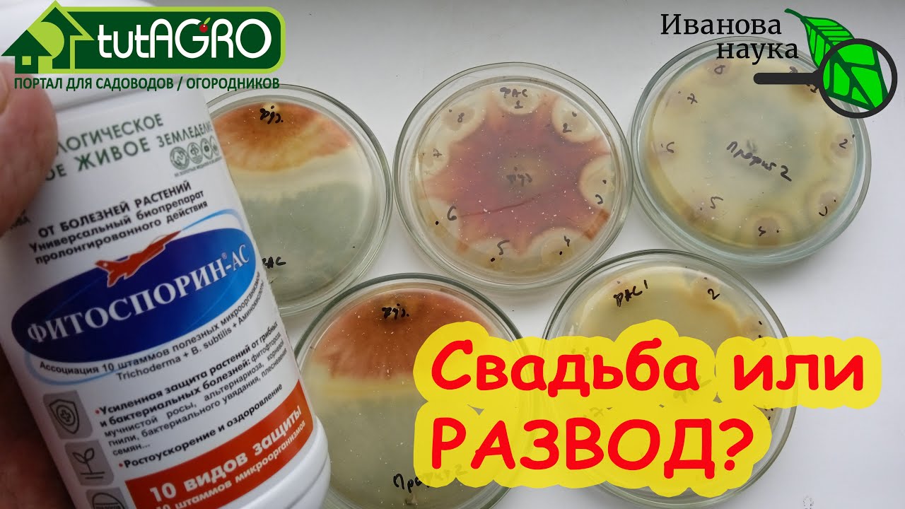 Фитоспорин ас. Сенная палочка+триходерма. Свадьба или развод? Поженили ли двух врагов всех болезней?