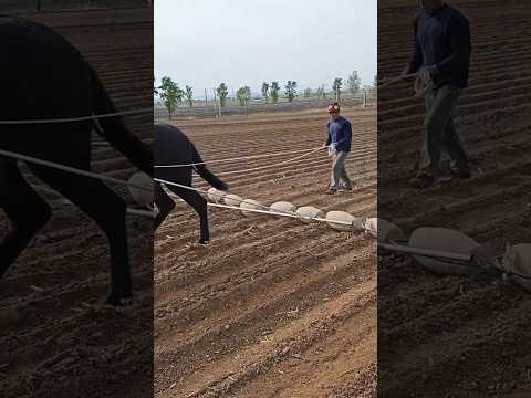 Horse plough😱😱😱 #new #india #trending #shorts #plough #horse #reels #viralvideo #china #amazing