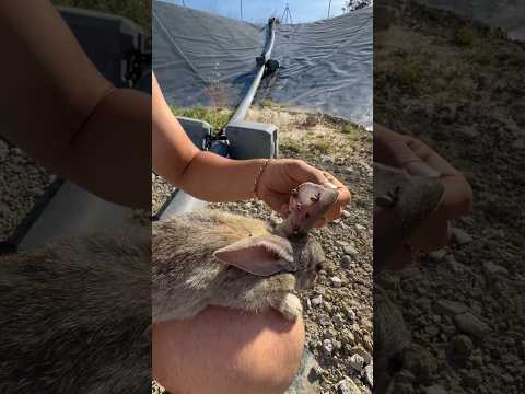 Este conejo tuvo mucha suerte… #animales #rescate #rescue #wildlife #viral